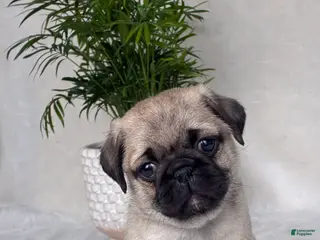 Pug dogs Bella - Ad 3