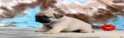 Pug dogs for sale: Carlos - Ad 3