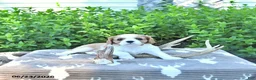 Cavalier King Charles Spaniel dogs for sale: Jasper - Ad 4