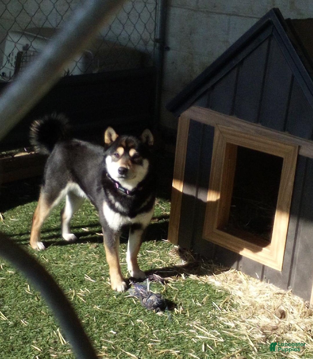 Shiba Inu dogs for sale: Lukas - Ad 7