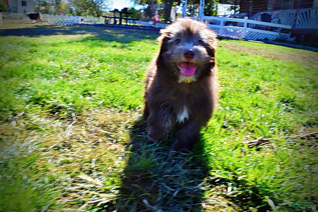 Havapoo dogs for sale: Hero - Ad 19