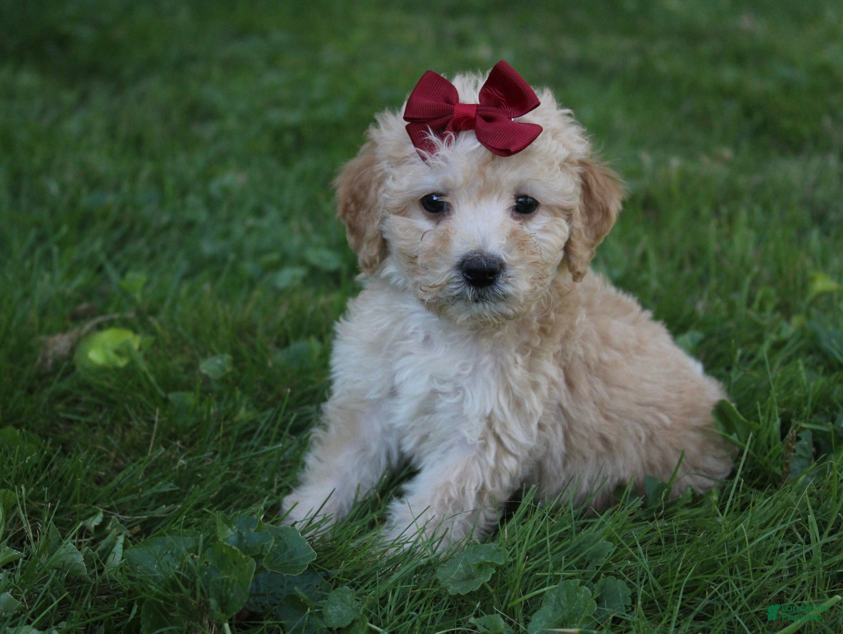 Mini Goldendoodle dogs Darla 🎀 - Ad 2