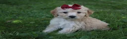 Mini Goldendoodle dogs for sale: Darla 🎀 - Ad 2