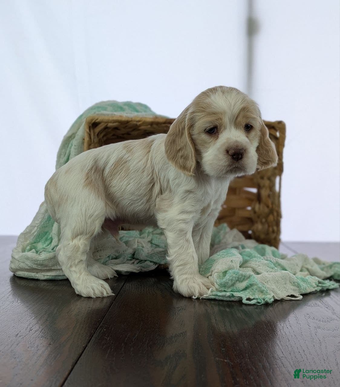 Cocker Spaniel dogs Cocker Spaniel Puppy 2 - Ad 29
