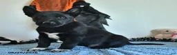 Belgian Malinois dogs for sale: Draco - Ad 6
