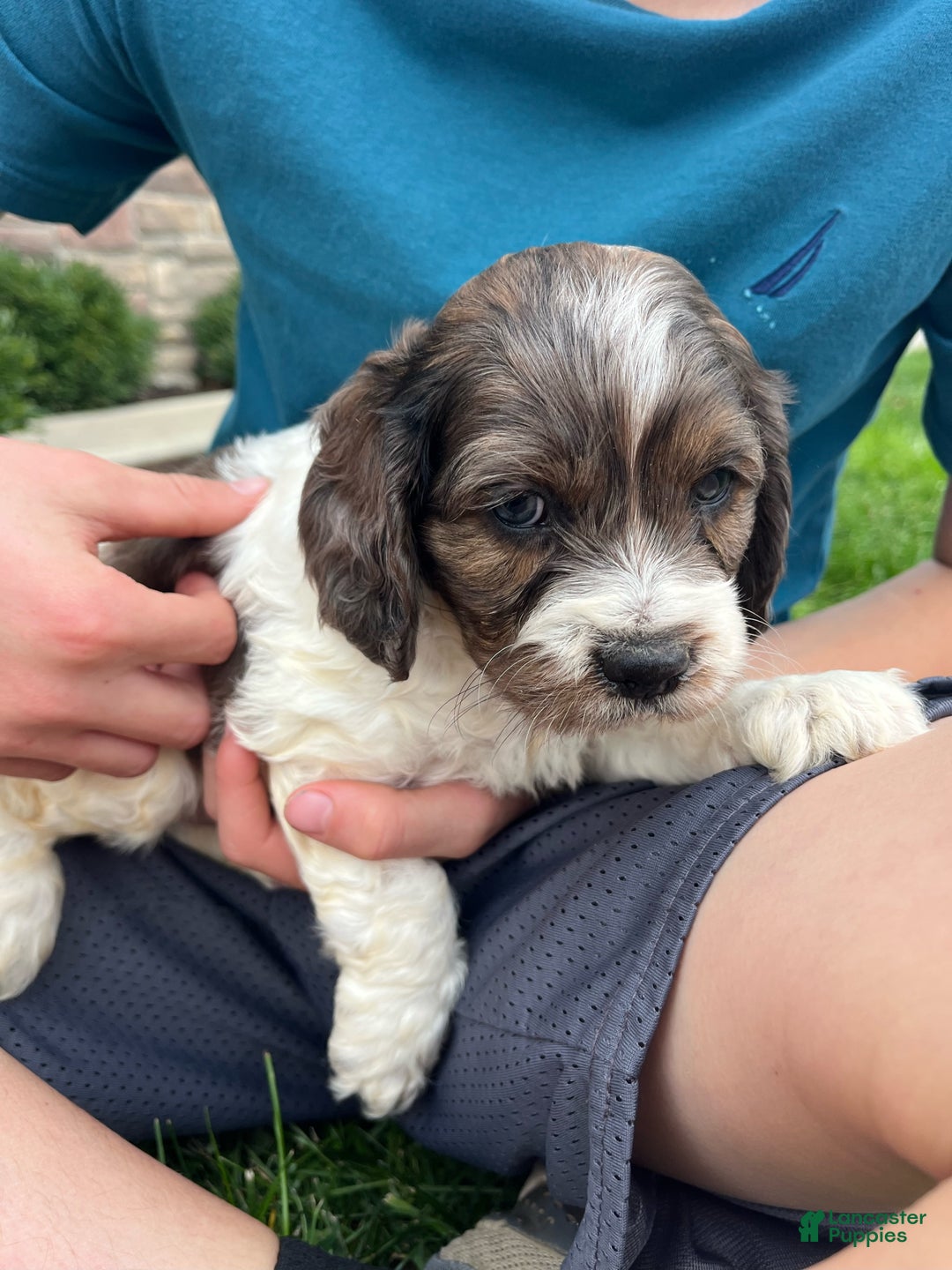 Cockapoo dogs for sale: Spruce - Ad 3