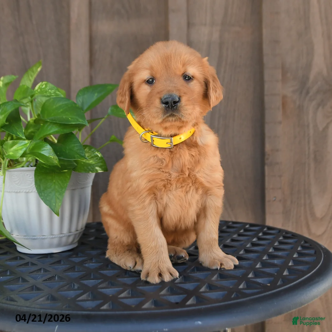 Golden Retriever dogs for sale: Ripley - Ad 1
