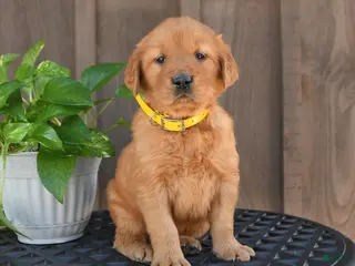 Golden Retriever dogs for sale: Ripley - Ad 3