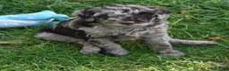 Standard Poodle dogs for sale: Standard Poodle 1 Chocolate Merle - Ad 9