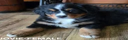 Bernese Mountain Dog dogs for sale: JOVIE - Ad 7