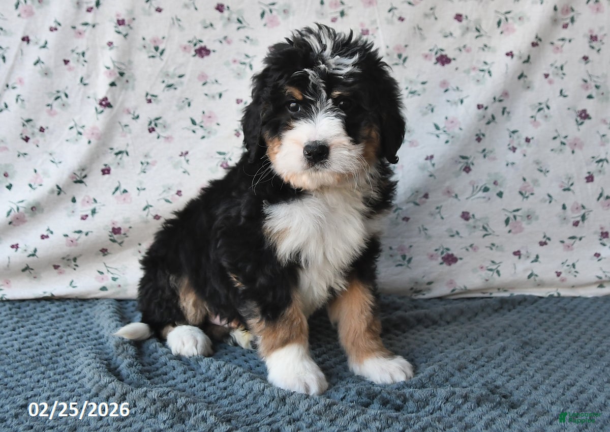 Bernedoodle dogs Gunner - Ad 1
