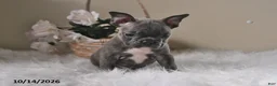 Frenchton dogs for sale: Baxter - Ad 4