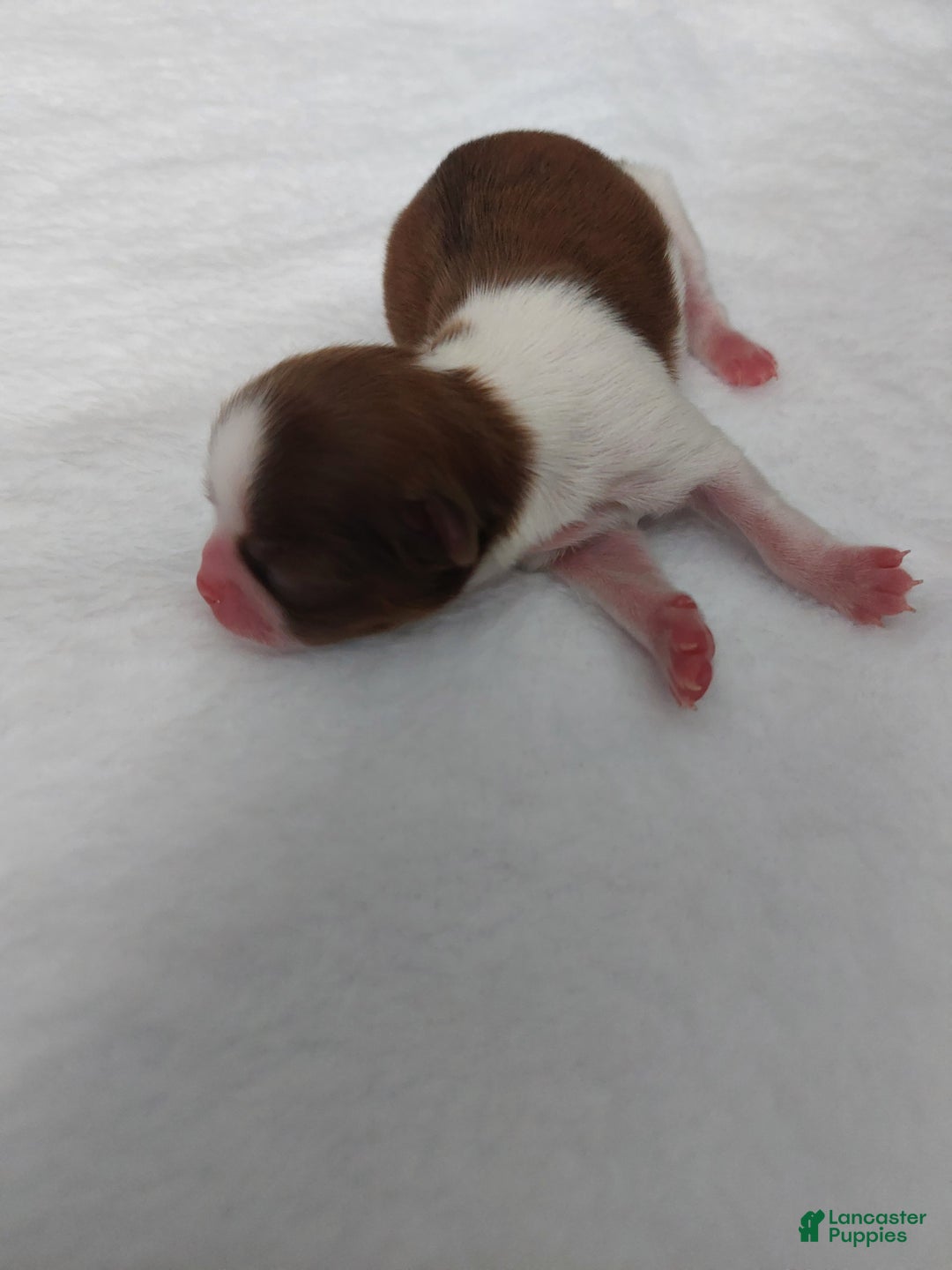 Shih Tzu dogs for sale: Puff - Ad 5