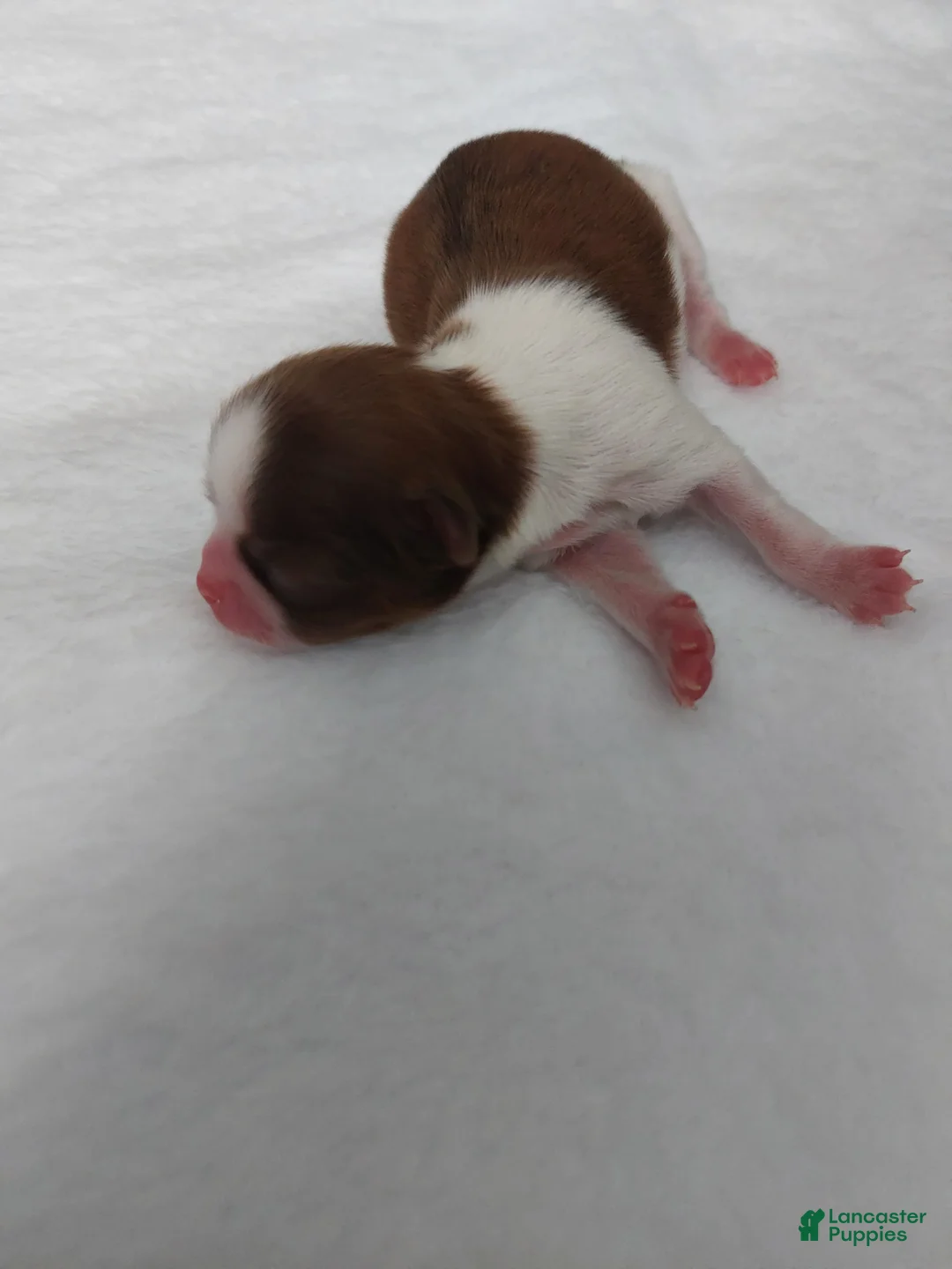 Shih Tzu dogs for sale: Jax - Ad 5