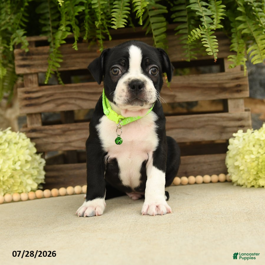 Boston Terrier dogs Tinker - Ad 1