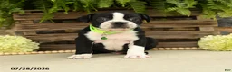 Boston Terrier dogs for sale: Tinker - Ad 1