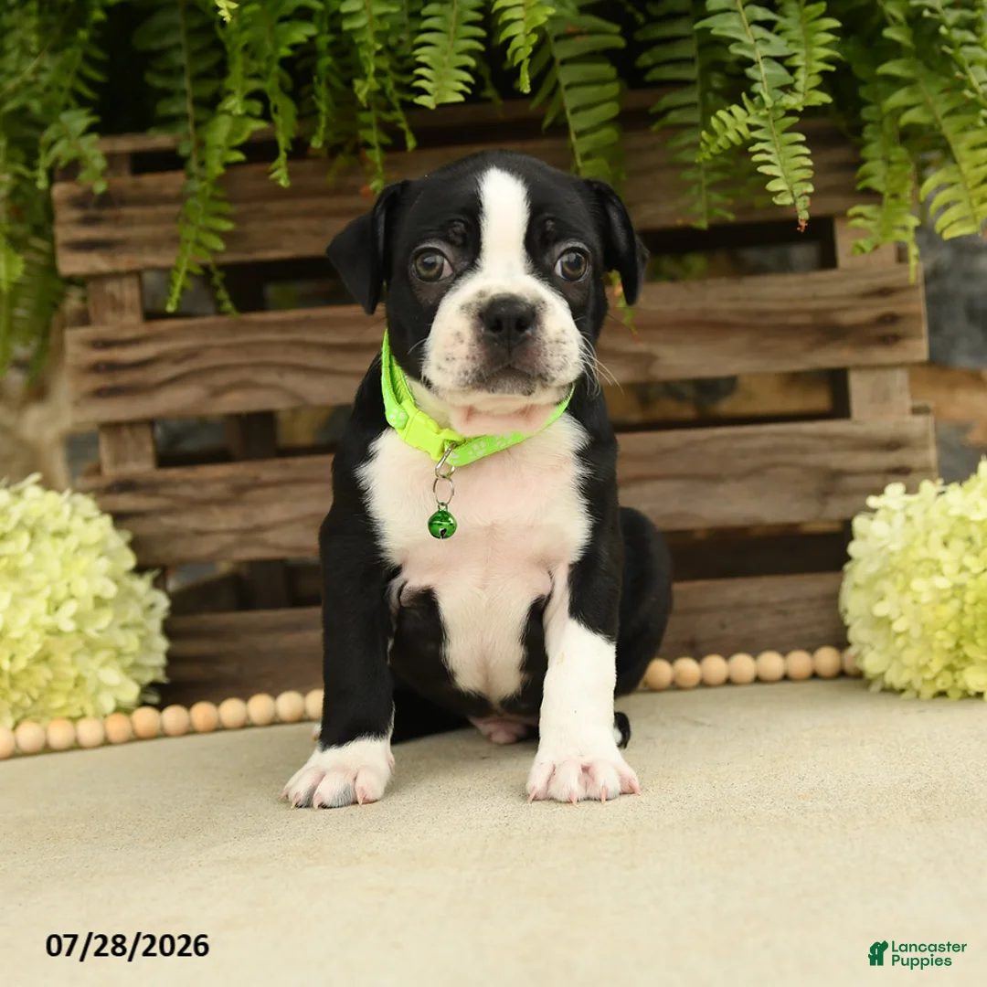 Boston Terrier dogs for sale: Tinker - Ad 1