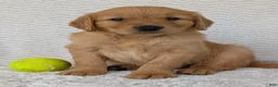 Golden Retriever dogs for sale: Murphy  - Ad 9