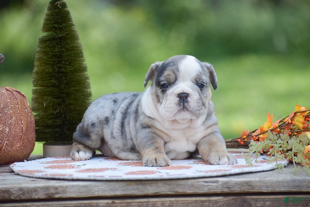 Blue English Bulldog Grey Bulldog Puppies For Sale Fiona For Sale