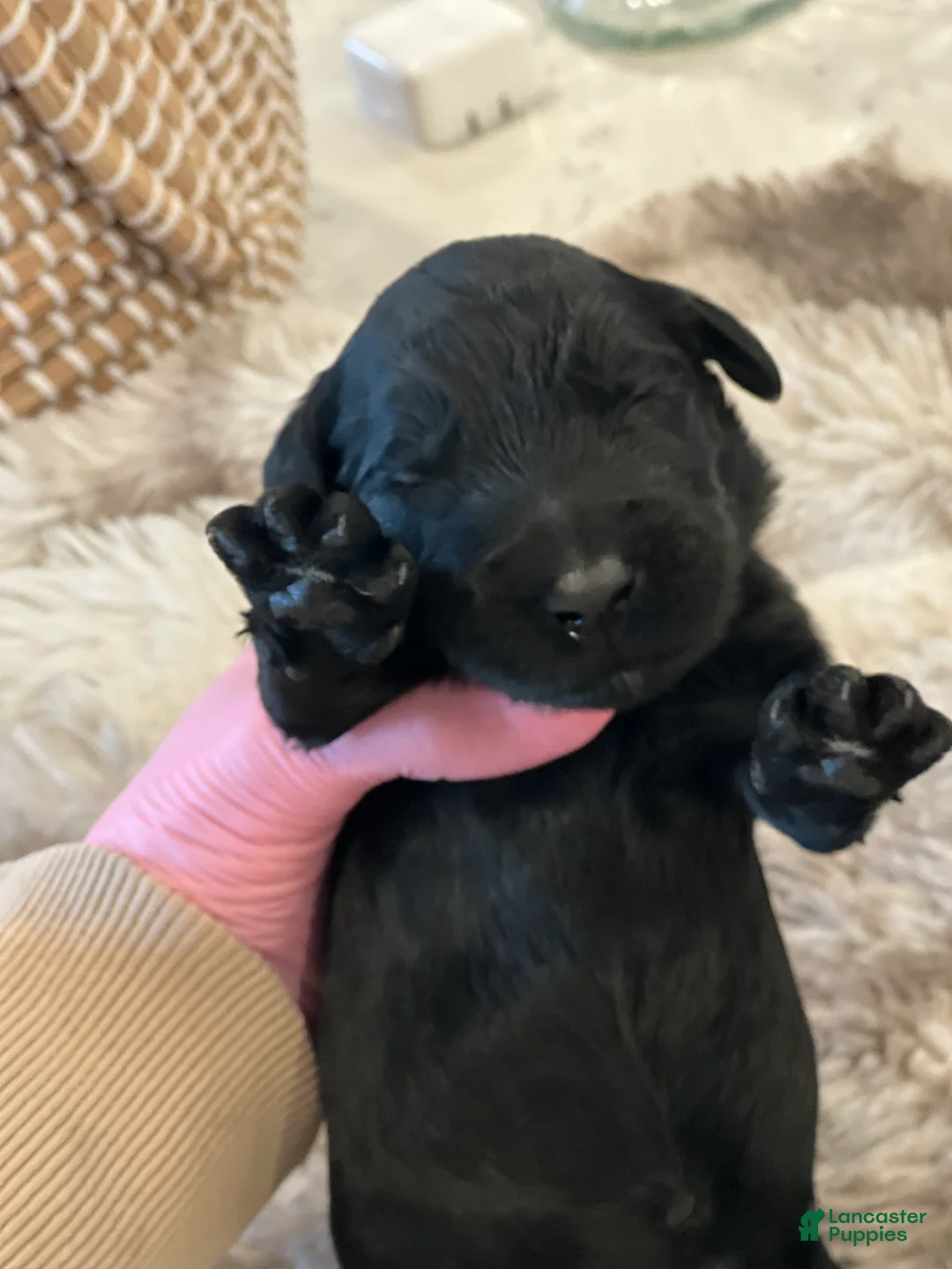 Giant Schnauzer dogs for sale: Archibald “Archie”  - Ad 2