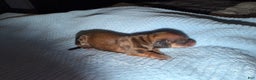 Miniature Dachshund dogs for sale: ee cream - Ad 8