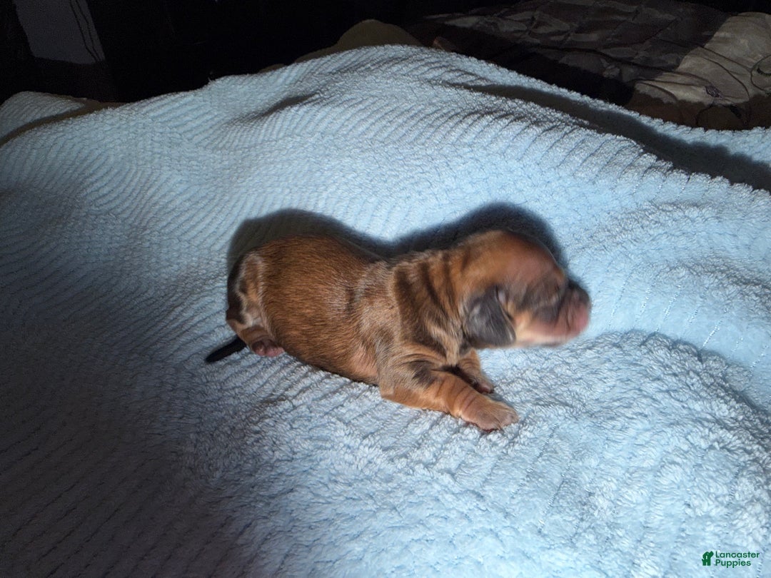 Miniature Dachshund dogs for sale: ee cream - Ad 8