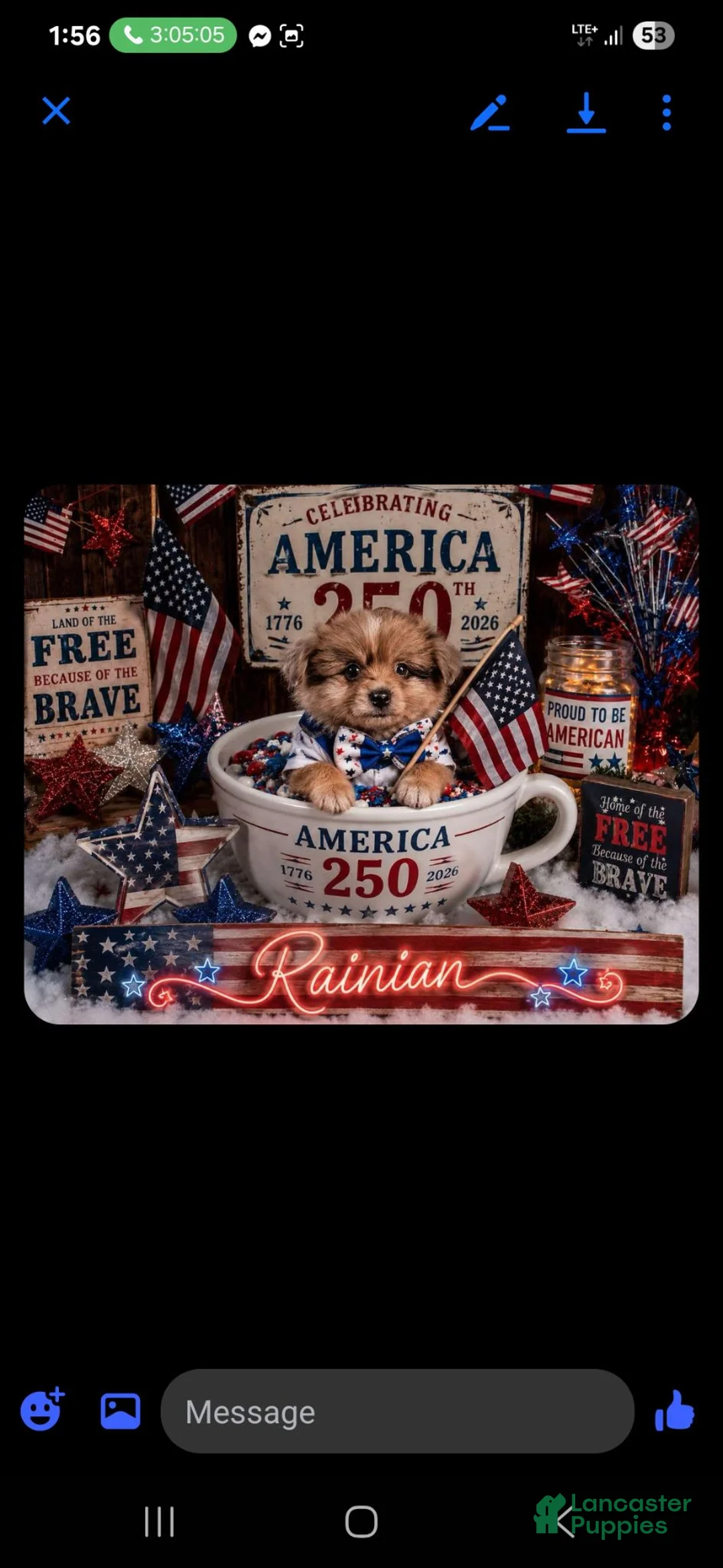 Pomchi dogs for sale: Pomchi 1 - Ad 2