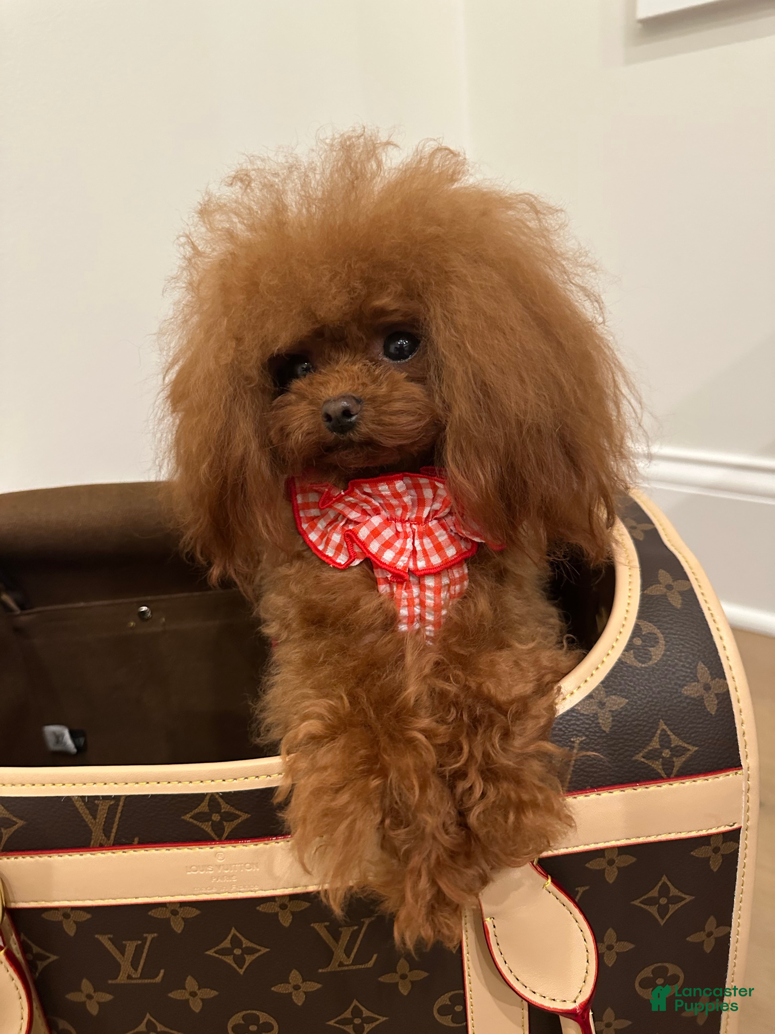 Toy Poodle dogs Penny- Teacup Poodle - Ad 1