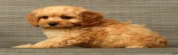 Cockapoo dogs for sale: Pumpkin - Ad 8