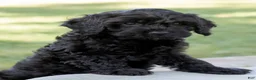 Goldendoodle dogs for sale: Daisy - Ad 8