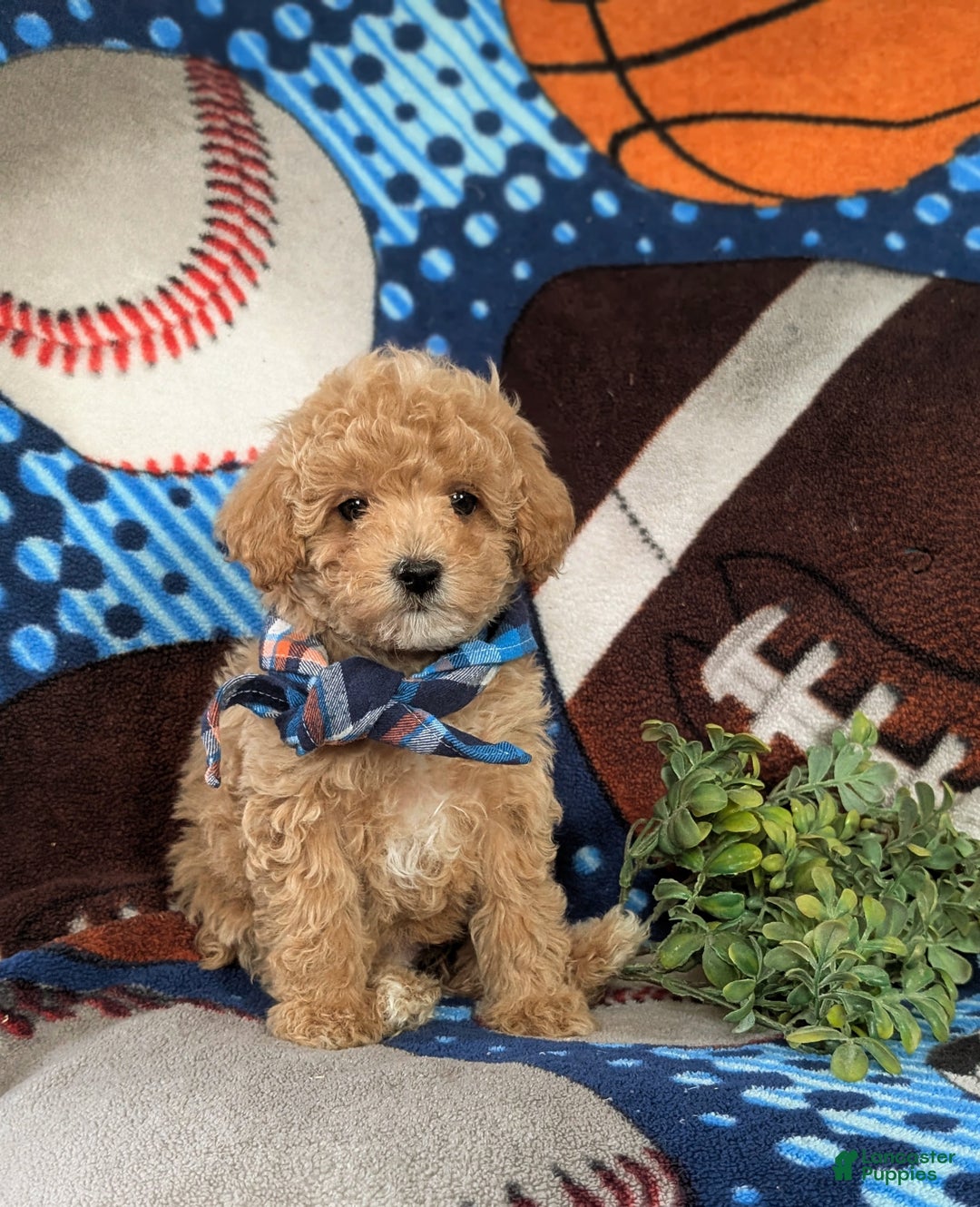 Maltipoo dogs for sale: Curtiss  - Ad 3