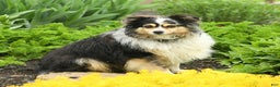 Miniature Australian Shepherd dogs for sale: Oreo - Ad 7