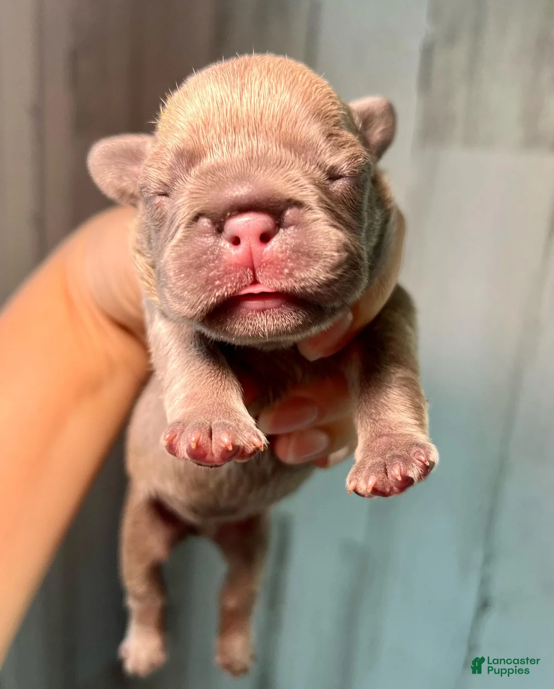 French Bulldog dogs for sale: Midnight Groove’s The Sweetest Taboo-Lilac - Ad 1