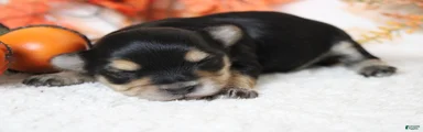 Hansel 