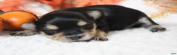 Morkie dogs for sale: Hansel  - Ad 1