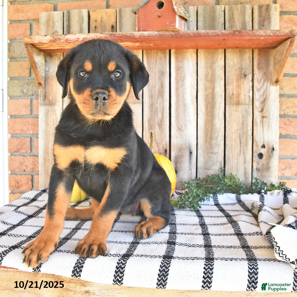 Rottweiler Puppies for sale Lancaster Puppies