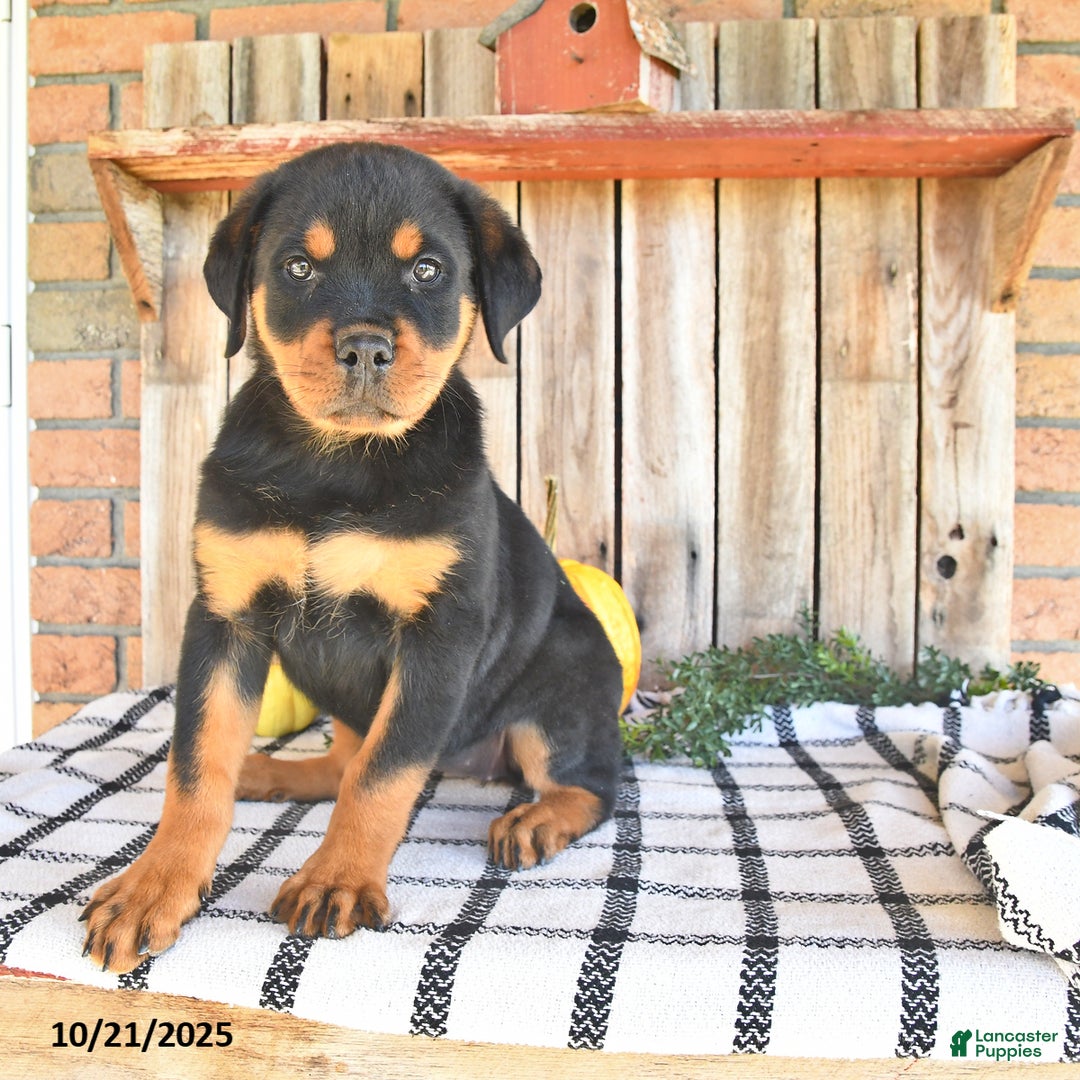 Rottweiler Puppies for sale Lancaster Puppies
