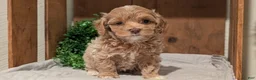 Cockapoo dogs for sale: Ezi - Ad 11