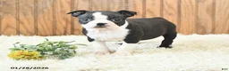 Boston Terrier dogs for sale: Marigold - Ad 2