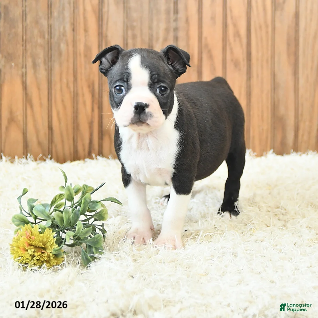 Boston Terrier dogs for sale: Marigold - Ad 2