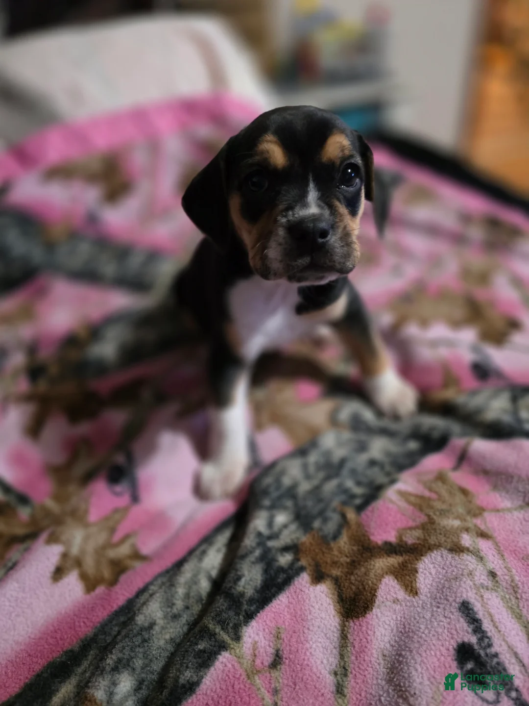 Mixed Breed dogs for sale: Rosie - Ad 2