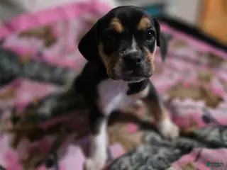 Mixed Breed dogs Rosie - Ad 2