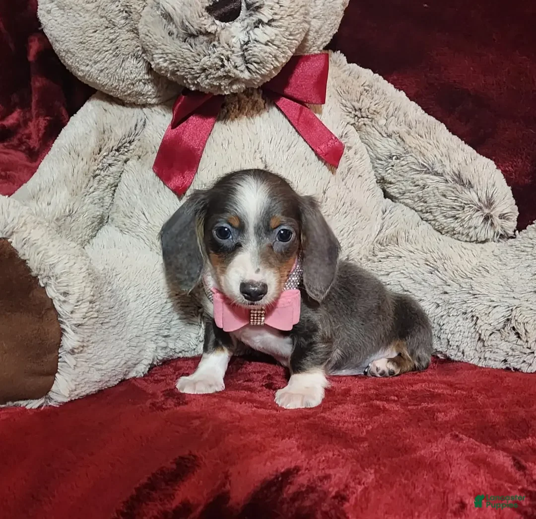 Miniature Dachshund dogs BLUEBERRY - Ad 8