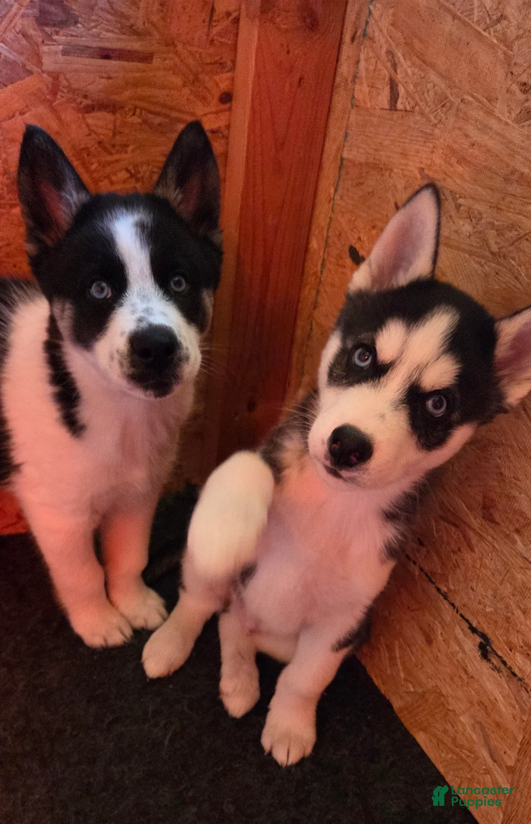 Siberian Husky dogs for sale: Siberian Husky Puppy 2 - Ad 7
