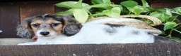 Miniature Dachshund dogs for sale: Marshall - Ad 6