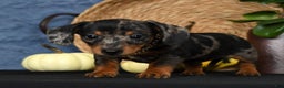 Miniature Dachshund dogs for sale: Roxie - Ad 8