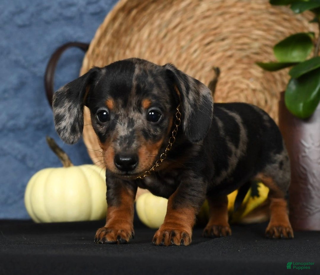 Miniature Dachshund dogs for sale: Roxie - Ad 8