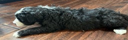 Bernedoodle dogs for sale: Laurel - Ad 3