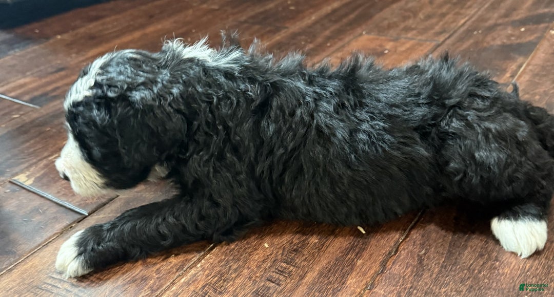 Bernedoodle dogs for sale: Laurel - Ad 3
