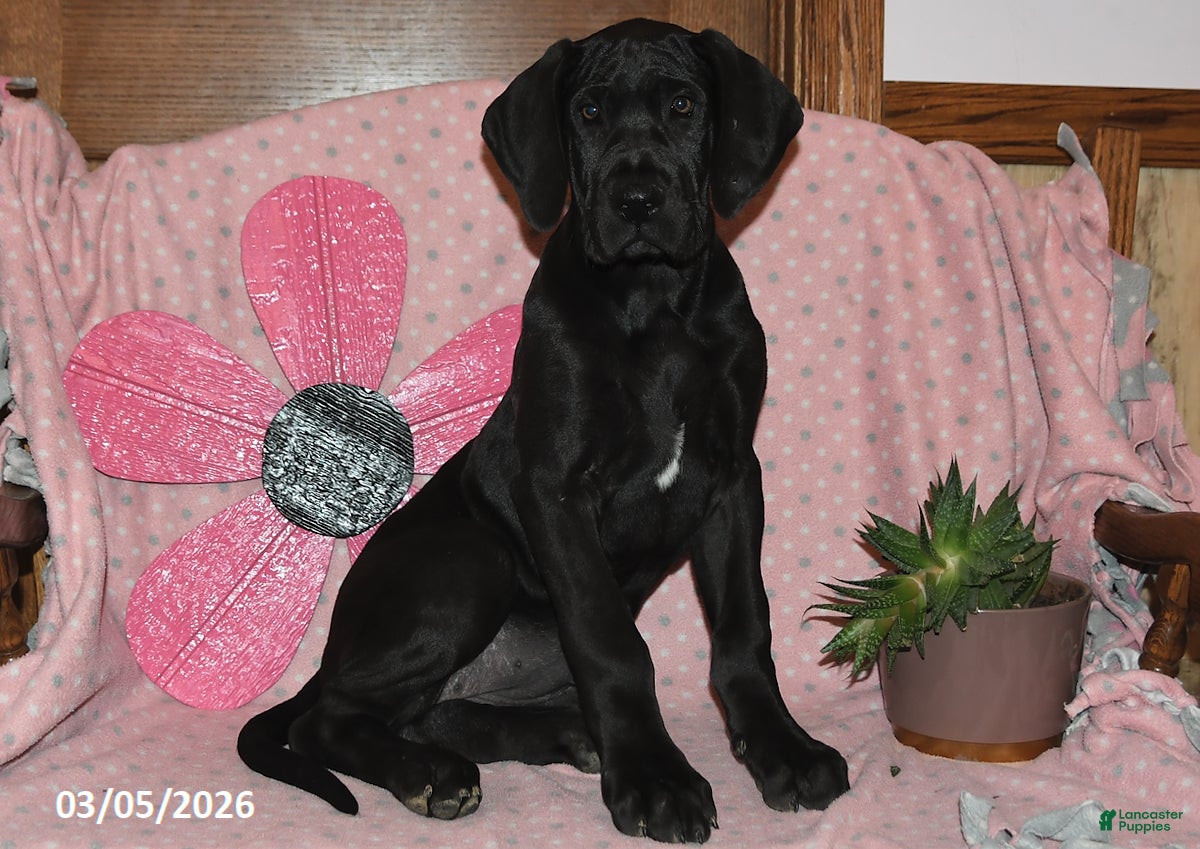 Great Dane dogs Gloria - Ad 1